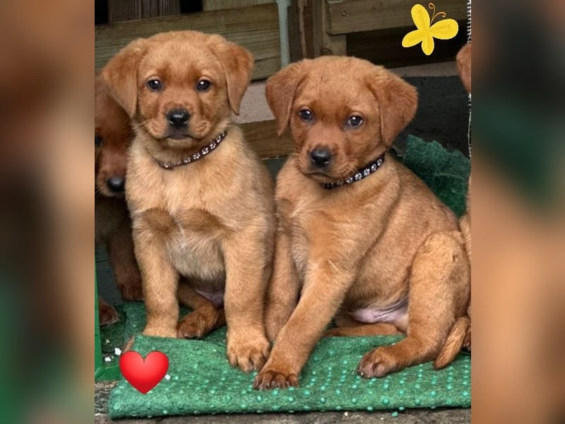 Zauberhafte Labradorwelpen, foxred