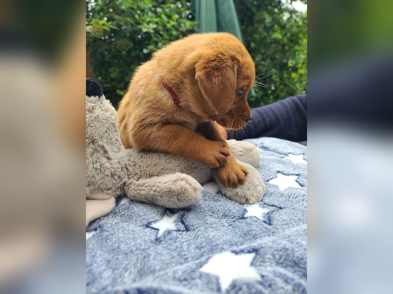 Zauberhafte Labradorwelpen, foxred