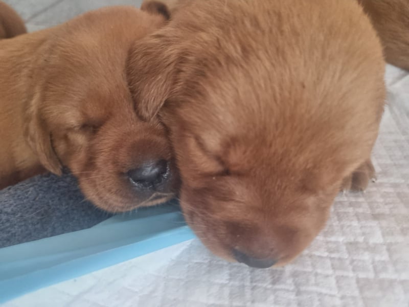 Zauberhafte Labradorwelpen, foxred
