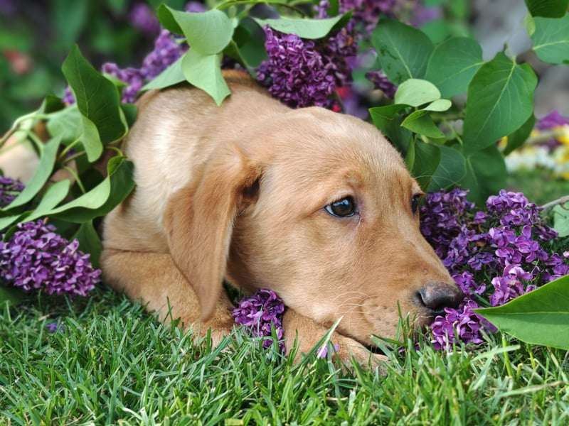 Labrador Welpen
