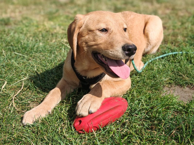 Labrador Rüde