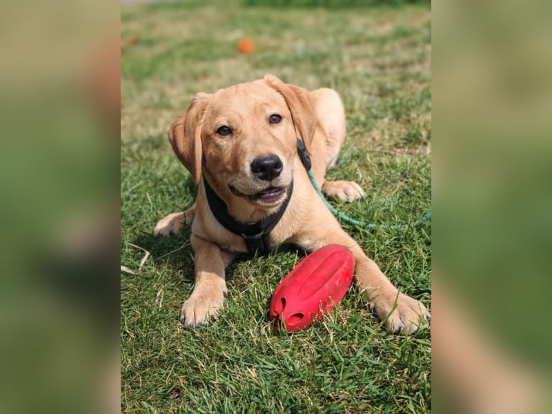 Labrador Rüde
