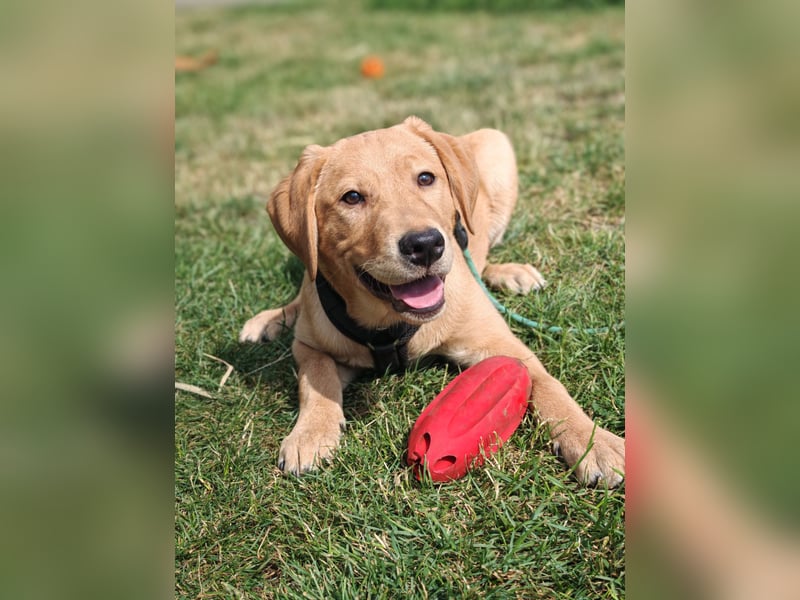 Labrador Rüde