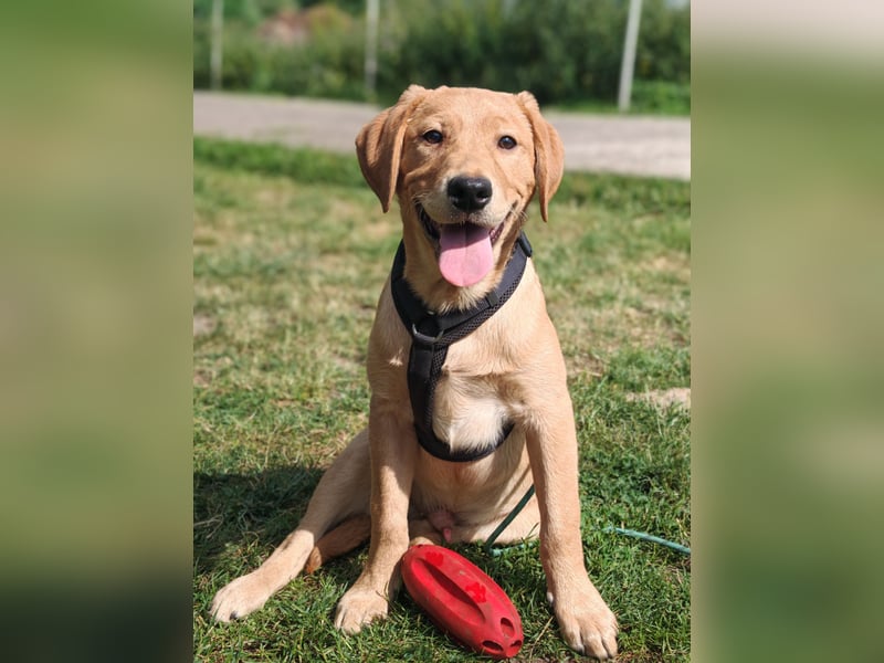 Labrador Rüde