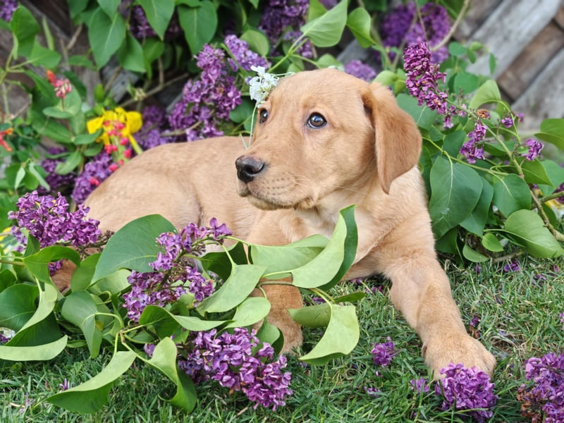 Labrador Welpen