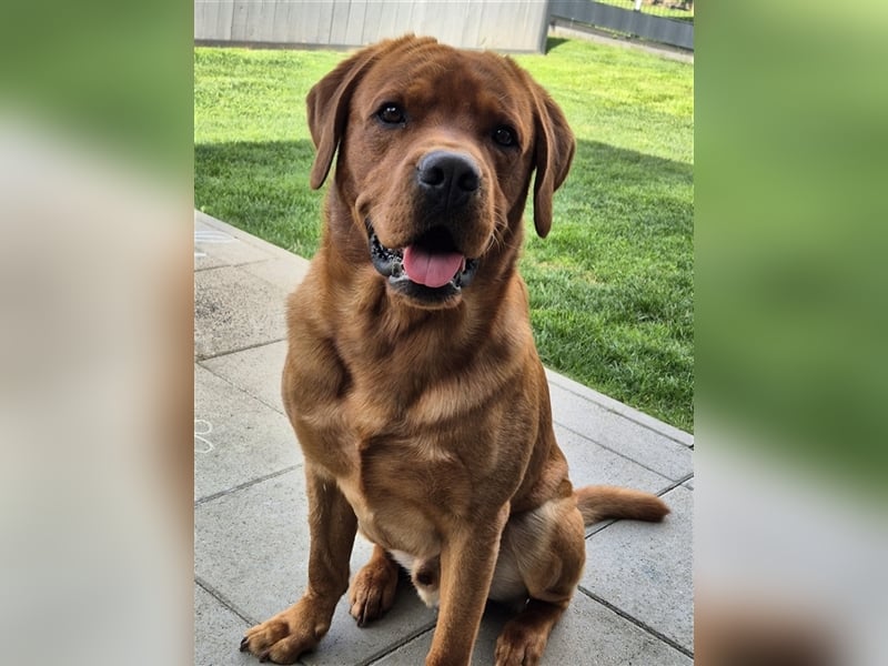 Deckrüde Labrador foxred mit Ahnentafel und ZZL