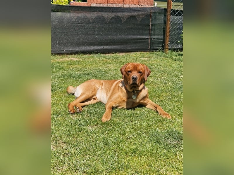 Deckrüde Labrador foxred mit Ahnentafel und ZZL