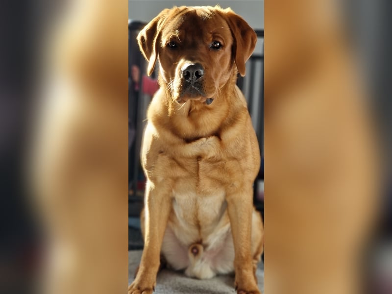 Deckrüde Labrador foxred mit Ahnentafel und ZZL