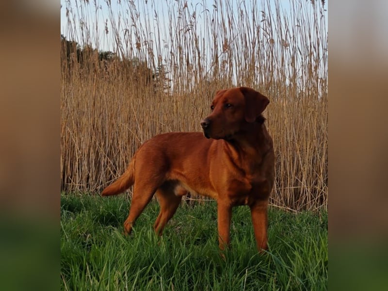 Labrador Deckrüde dark foxred (Schokoträger)