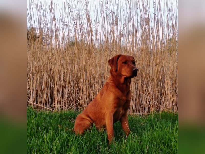 Labrador Deckrüde dark foxred (Schokoträger)