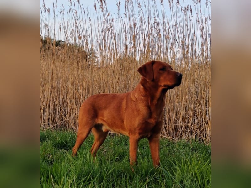 Labrador Deckrüde dark foxred (Schokoträger)