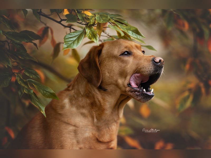 Deckrüde - Labrador - Once in a Lifetime Amarillo aka Sid
