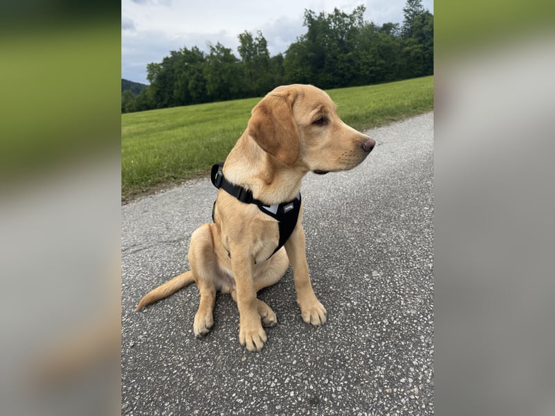 Labrador Rüde 6 Monate super lieb, lernwillig, stubenrein Traumhund