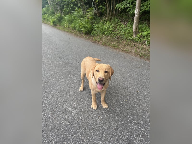 Labrador Rüde 6 Monate super lieb, lernwillig, stubenrein Traumhund