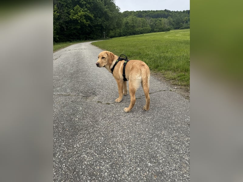 Labrador Rüde 6 Monate super lieb, lernwillig, stubenrein Traumhund