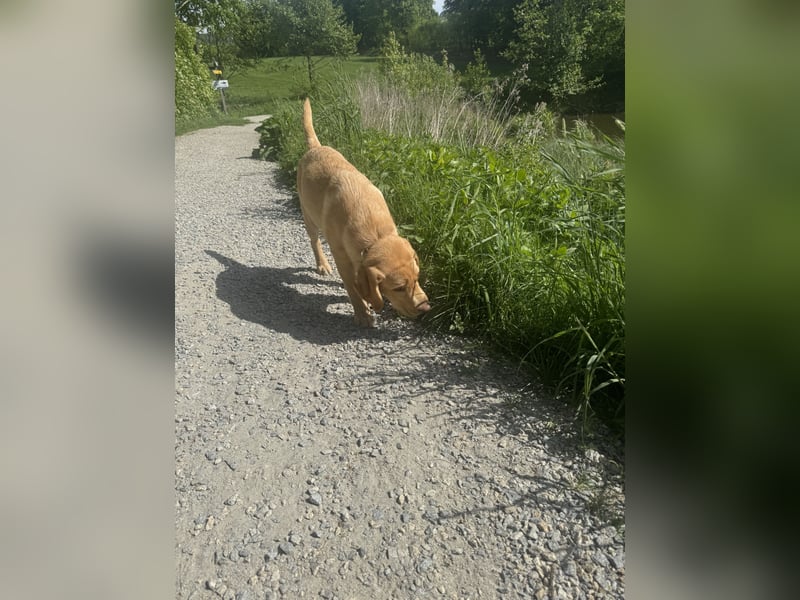Labrador Rüde 6 Monate super lieb, lernwillig, stubenrein Traumhund