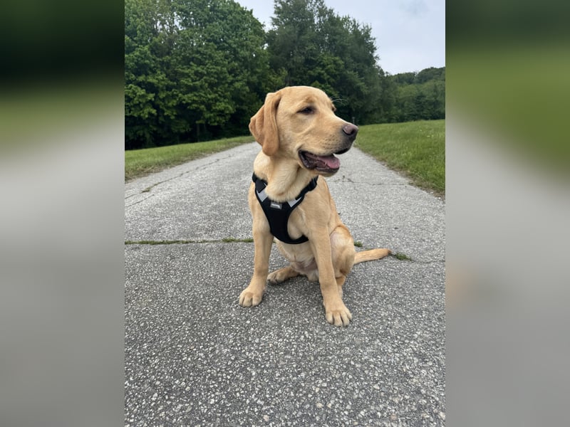 Labrador Rüde 6 Monate super lieb, lernwillig, stubenrein Traumhund