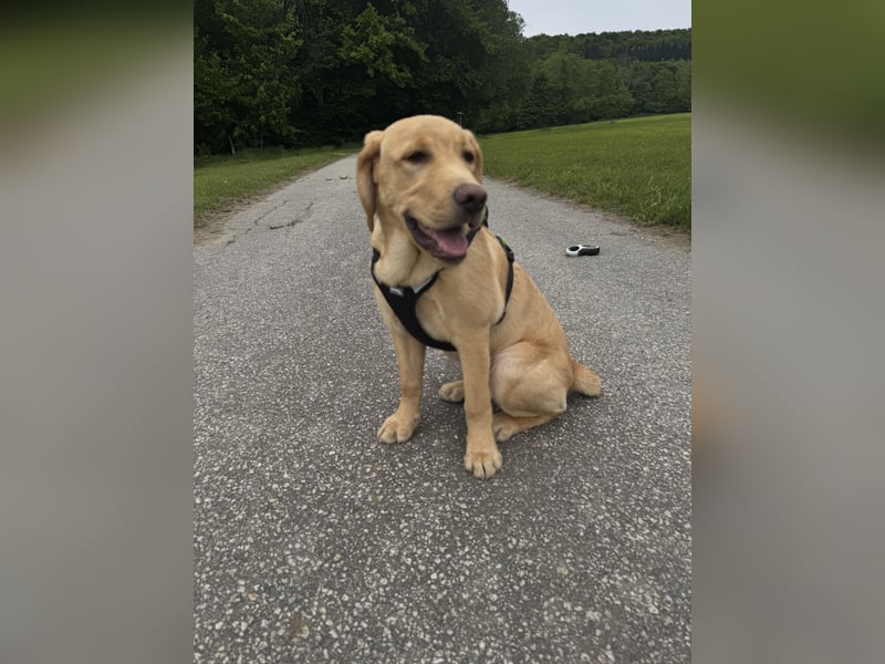 Labrador Rüde 6 Monate super lieb, lernwillig, stubenrein Traumhund