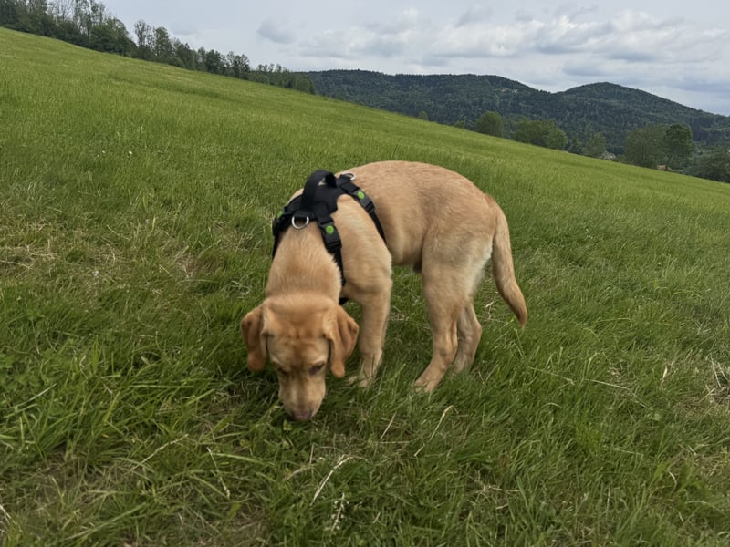 Labrador Rüde 6 Monate super lieb, lernwillig, stubenrein Traumhund