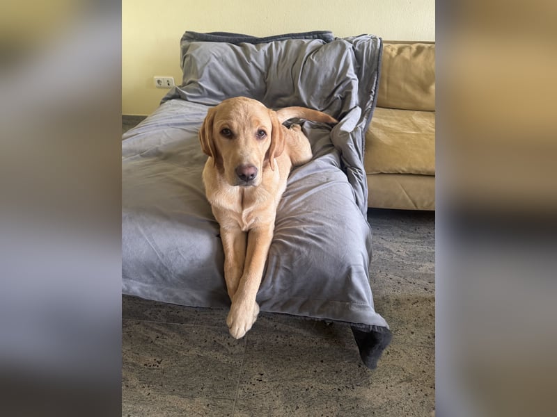 Labrador Rüde 6 Monate super lieb, lernwillig, stubenrein Traumhund