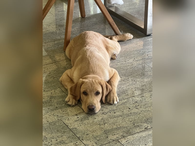 Labrador Rüde 6 Monate super lieb, lernwillig, stubenrein Traumhund