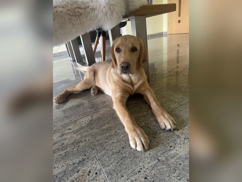Labrador Rüde 6 Monate super lieb, lernwillig, stubenrein Traumhund