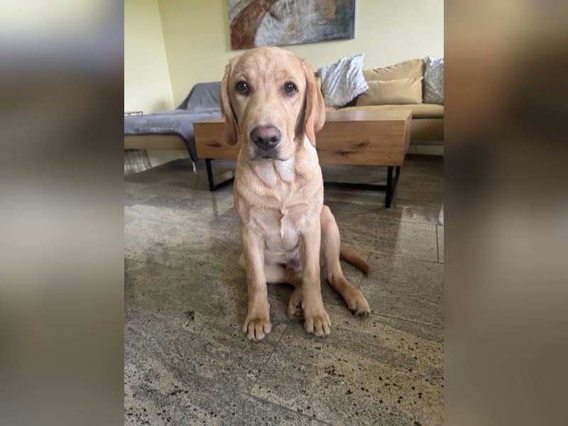 Labrador Rüde 6 Monate super lieb, lernwillig, stubenrein Traumhund