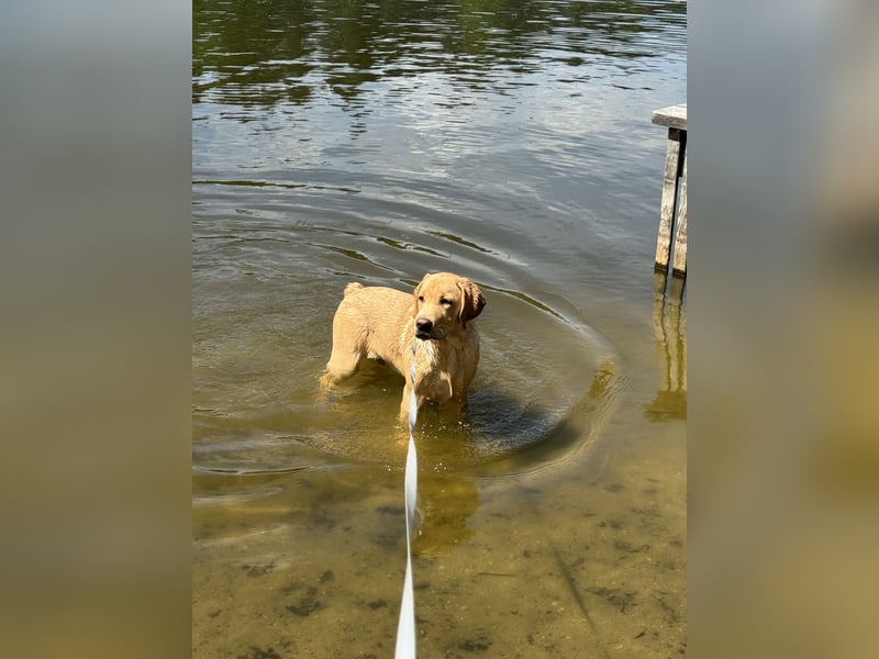 Labrador Rüde 6 Monate super lieb, lernwillig, stubenrein Traumhund