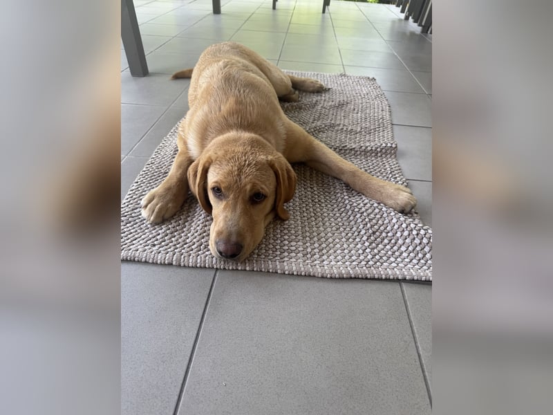 Labrador Rüde 6 Monate super lieb, lernwillig, stubenrein Traumhund