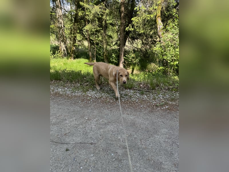 Labrador Rüde 6 Monate super lieb, lernwillig, stubenrein Traumhund