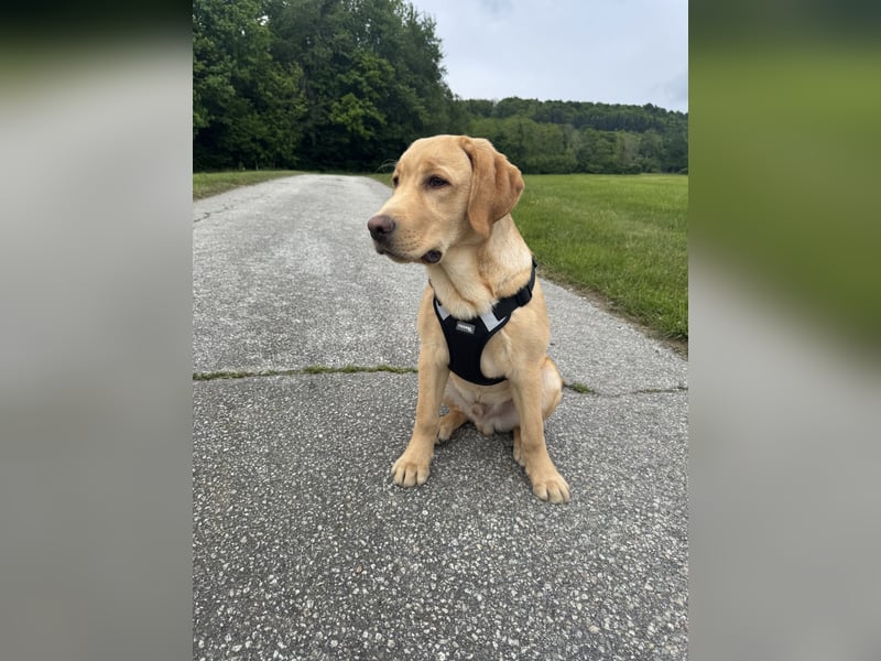 Labrador Rüde 6 Monate super lieb, lernwillig, stubenrein Traumhund