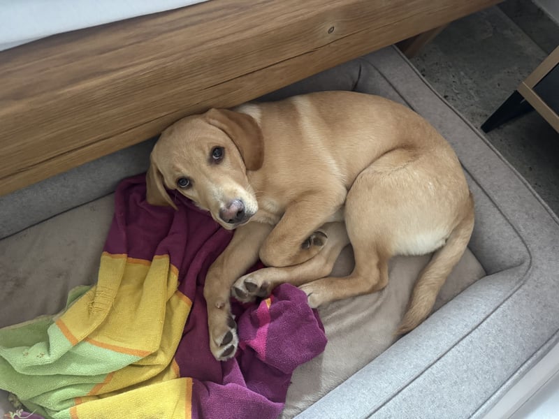 Labrador Rüde 6 Monate super lieb, lernwillig, stubenrein Traumhund