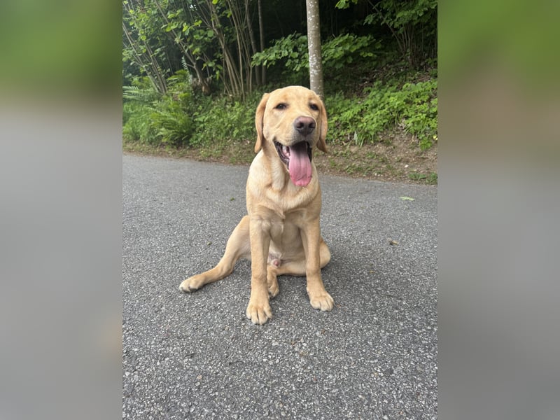 Labrador Rüde 6 Monate super lieb, lernwillig, stubenrein Traumhund
