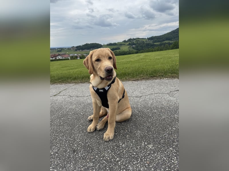 Labrador Rüde 6 Monate super lieb, lernwillig, stubenrein Traumhund