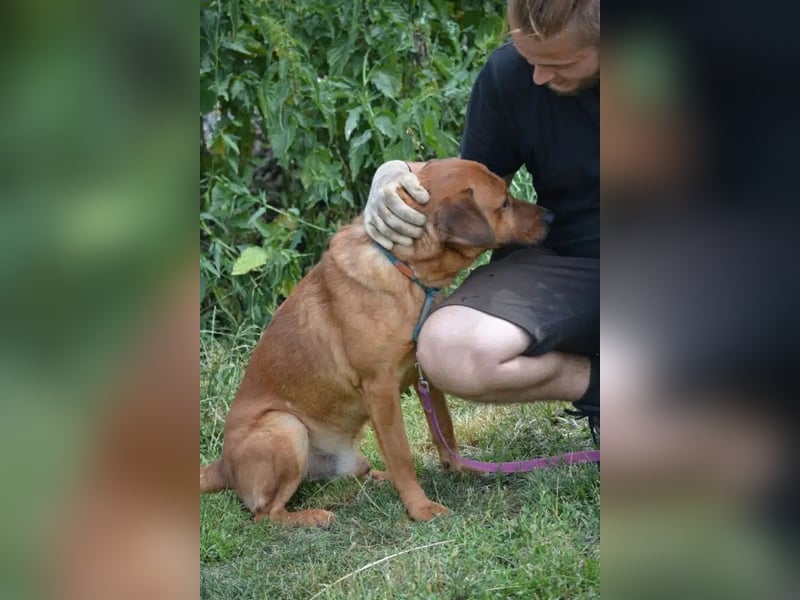 Sammy - Aufmerksamer, lieber Familienhund, ca. 2018 geboren, wartet seit Jahren auf ein Zuhause...