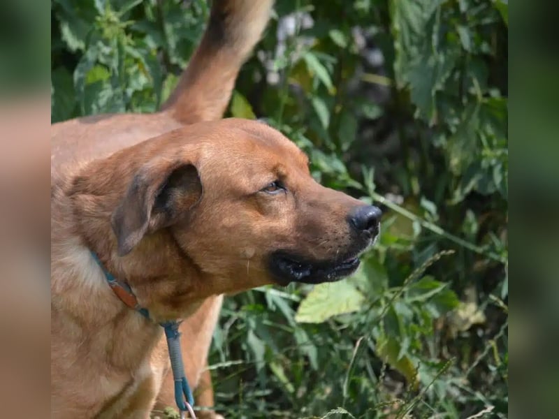 Sammy - Aufmerksamer, lieber Familienhund, ca. 2018 geboren, wartet seit Jahren auf ein Zuhause...