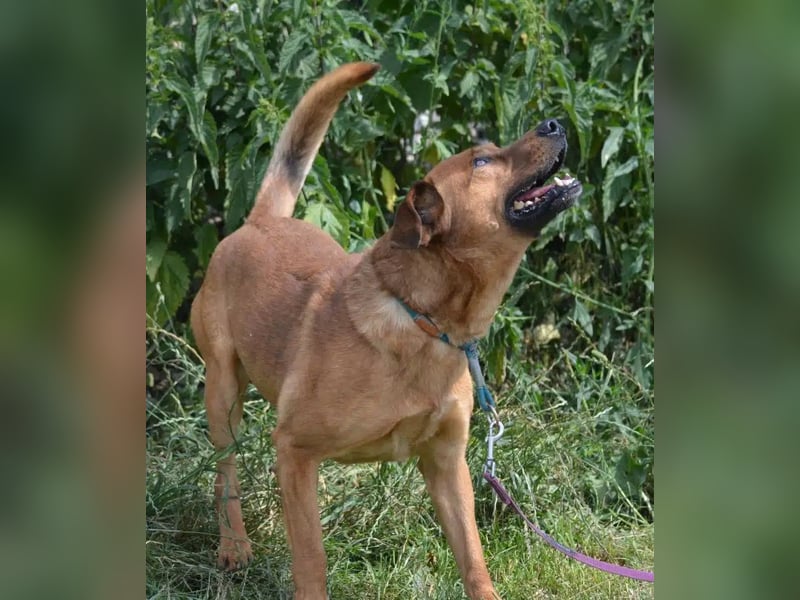 Sammy - Aufmerksamer, lieber Familienhund, ca. 2018 geboren, wartet seit Jahren auf ein Zuhause...