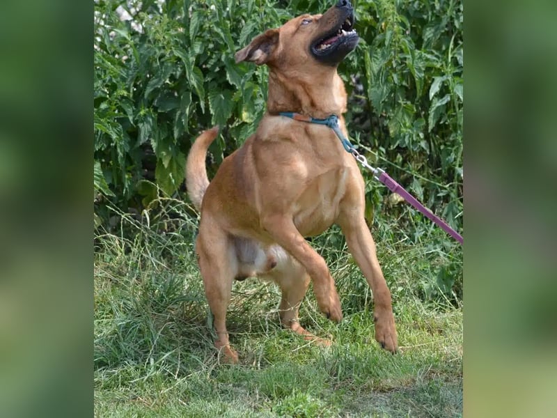 Sammy - Aufmerksamer, lieber Familienhund, ca. 2018 geboren, wartet seit Jahren auf ein Zuhause...