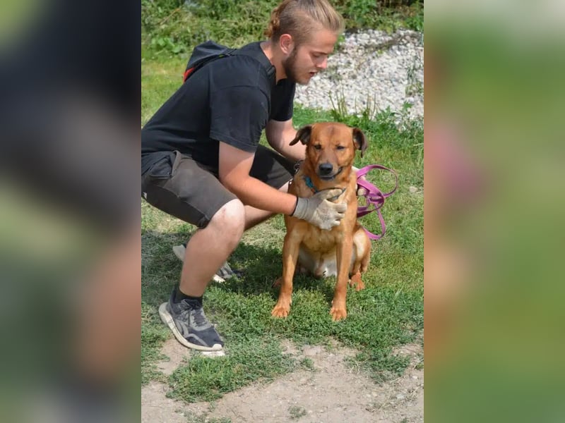 Sammy - Aufmerksamer, lieber Familienhund, ca. 2018 geboren, wartet seit Jahren auf ein Zuhause...
