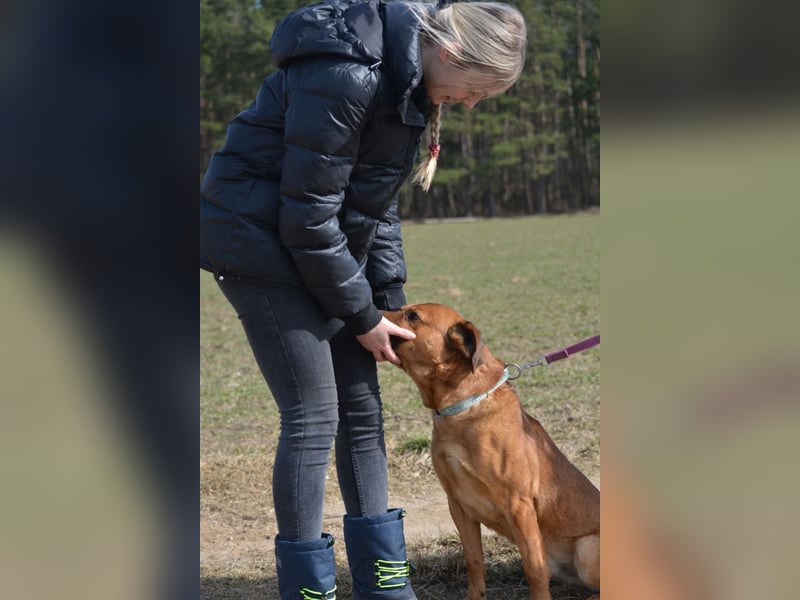 Sammy - Aufmerksamer, lieber Familienhund, ca. 2018 geboren, wartet seit Jahren auf ein Zuhause...