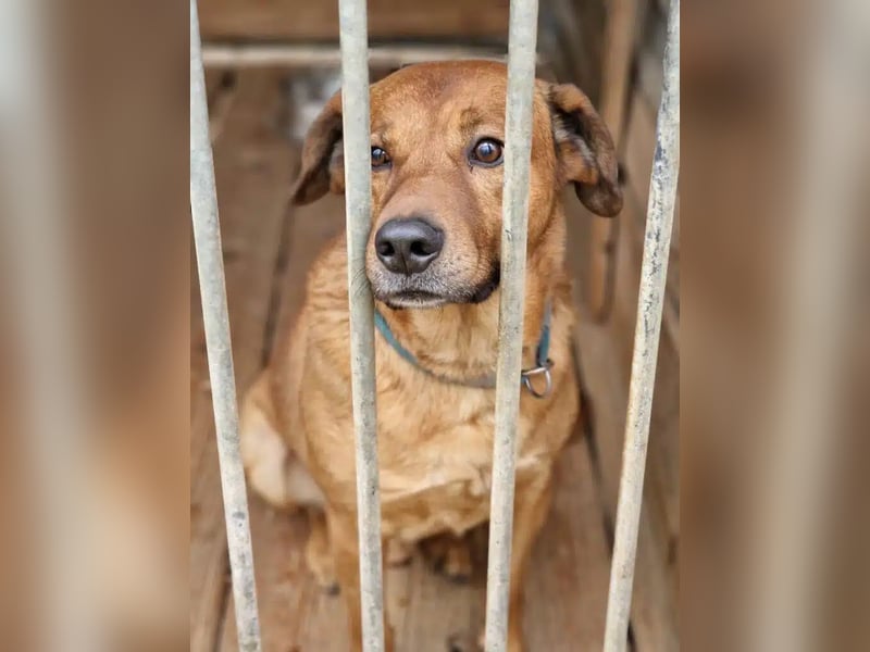 Sammy - Aufmerksamer, lieber Familienhund, ca. 2018 geboren, wartet seit Jahren auf ein Zuhause...