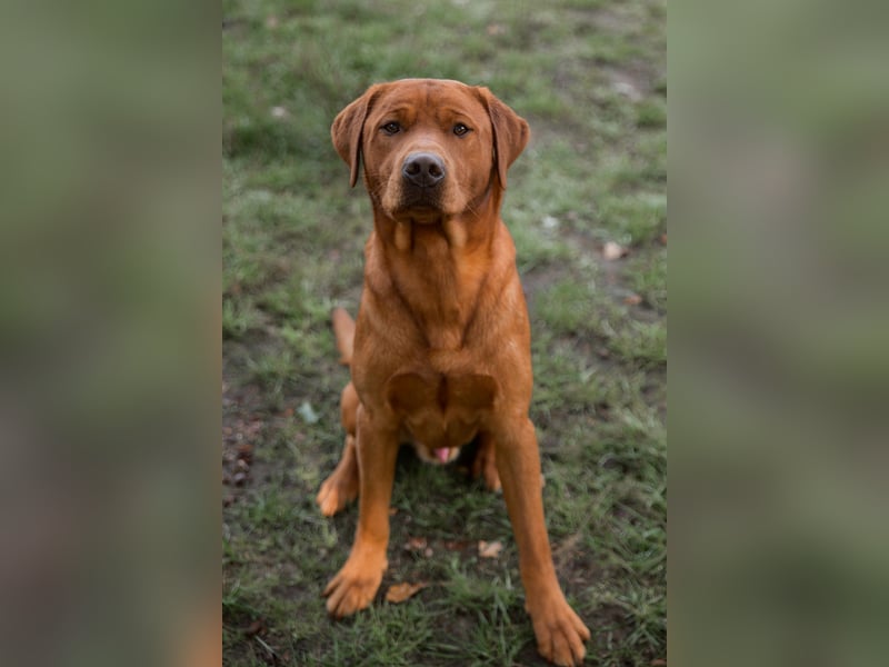 Labrador Foxred Deckrüde