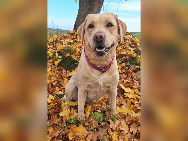 Labrador Retriever Gelb (Blond) Foxred mit Ahnentafel