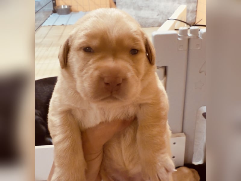 Labrador Welpen mit Ahnentafel