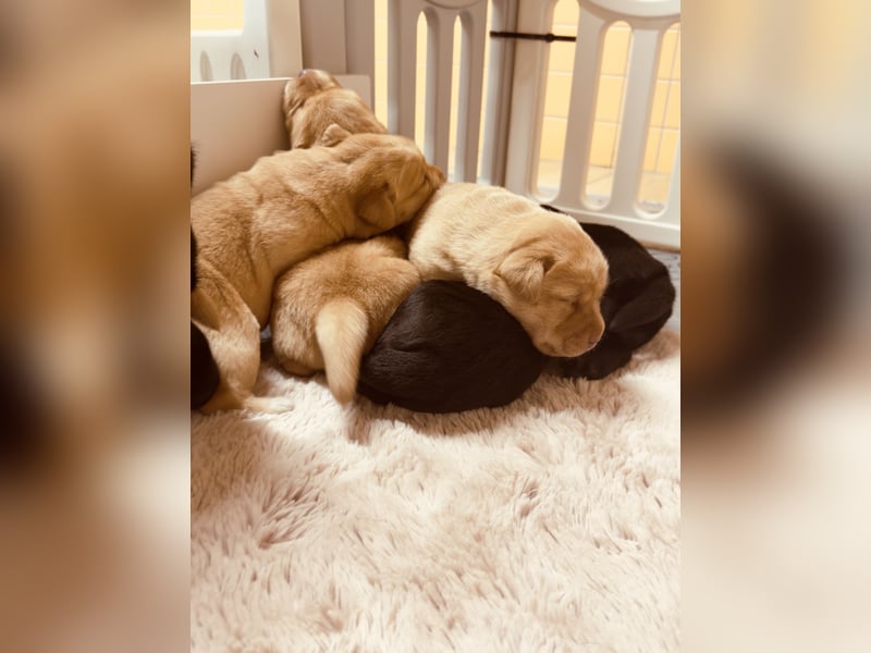 Labrador Welpen mit Ahnentafel