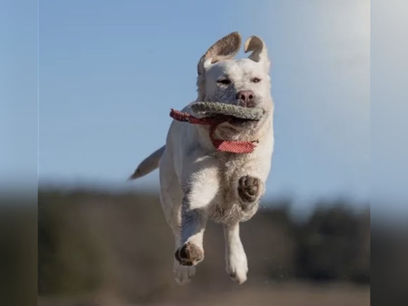 Labrador Welpen, reinrassig, Ahnenpass, uvm., 1 Rüde, gelb, fast 11 Wochen alt!.