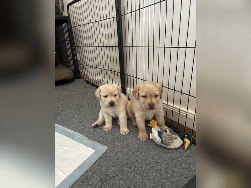 Labrador Welpen mit Papieren/Familiäre Zucht