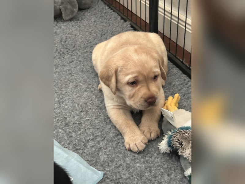 Labrador Welpen mit Papieren/Familiäre Zucht