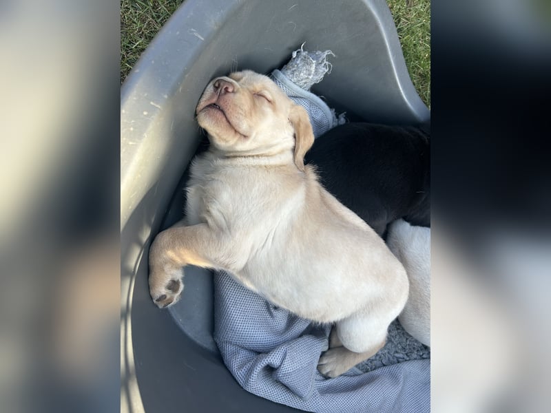 Labrador Welpen mit Papieren/Familiäre Zucht