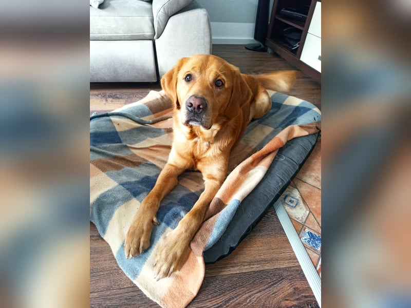 erfahrener Labrador Deckrüde gelb (Kein Verkauf)